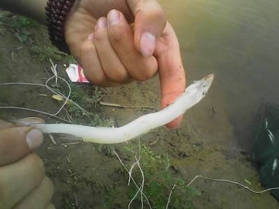 白色的像龍一樣的魚叫什么:白色的像龍一樣的魚叫什么紅尾金龍魚和帝王皇帶魚 龍魚百科 第1張 白色的像龍一樣的魚叫什么:白色的像龍一樣的魚叫什么紅尾金龍魚和帝王皇帶魚 白色的像龍一樣的魚叫什么:白色的像龍一樣的魚叫什么紅尾金龍魚和帝王皇帶魚 龍魚百科 第1張