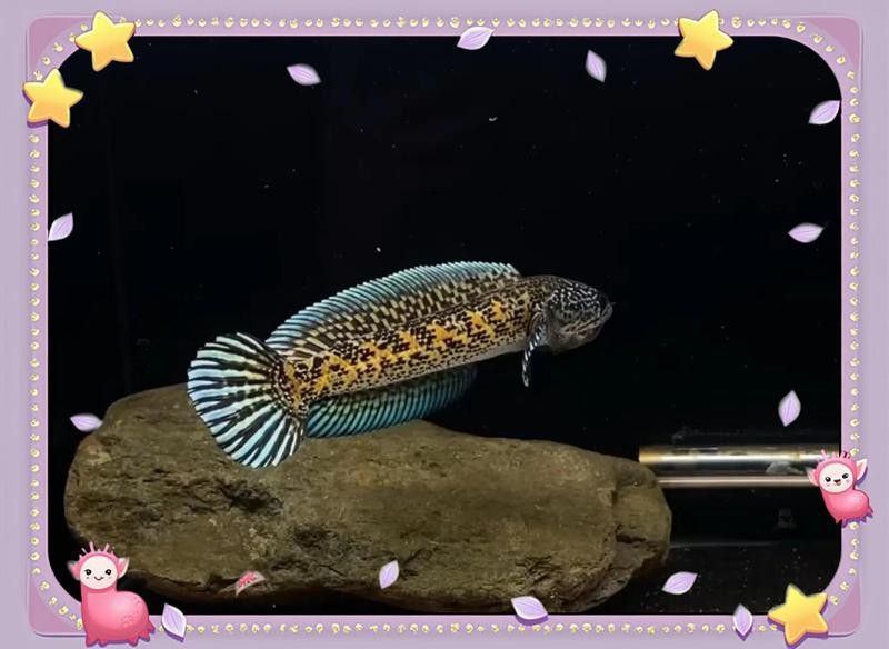 紅色雷龍魚用什么燈好養