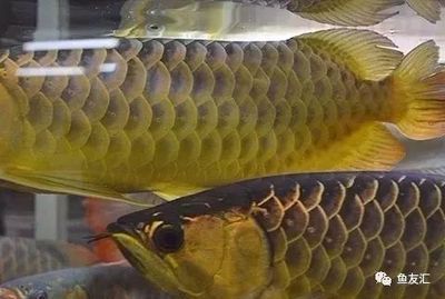 龍魚魚鱗上有小孔：龍魚魚鱗上出現(xiàn)小孔可能是由多種原因引起的，詳細解釋和處理方法