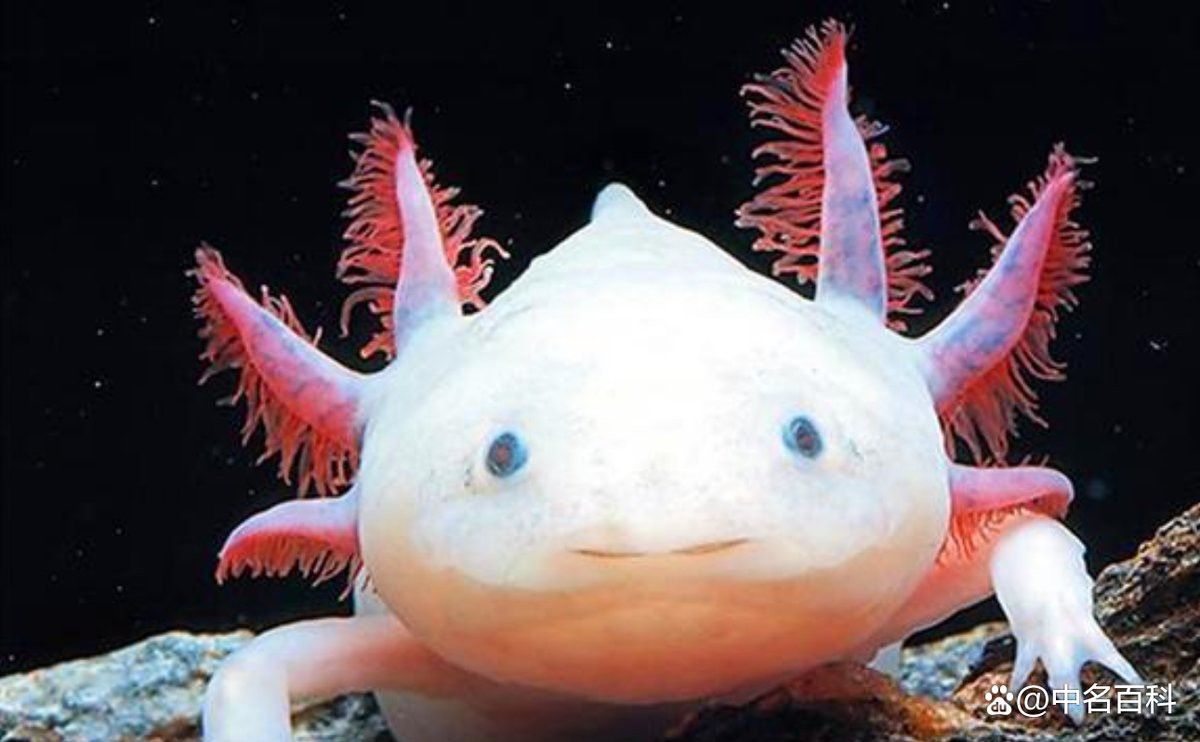 哪些食物適合六角恐龍？