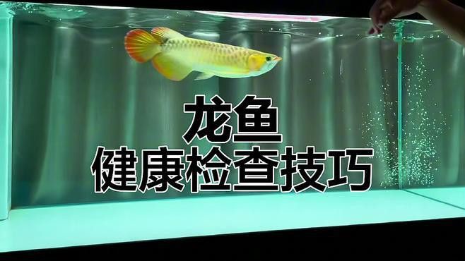 如何判斷過背金龍魚的健康狀況？ 如何判斷過背金龍魚的健康狀況？ 龍魚百科 第2張