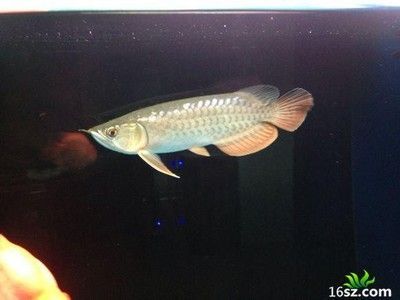 龍魚容易得什么病死亡率高：龍魚容易得的疾病以及它們的死亡率 龍魚容易得什么病死亡率高：龍魚容易得的疾病以及它們的死亡率 龍魚百科 第2張