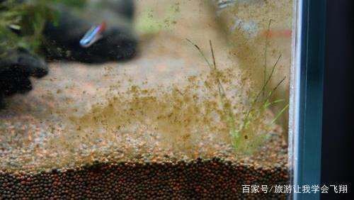 龍魚缸長(zhǎng)褐藻的原因：龍魚缸長(zhǎng)褐藻可能是由多種因素引起的 龍魚缸長(zhǎng)褐藻的原因：龍魚缸長(zhǎng)褐藻可能是由多種因素引起的 龍魚百科
