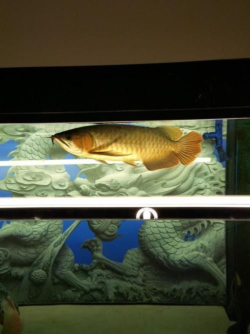 龍魚缸用什么燈最好用圖片 龍魚缸用什么燈最好用圖片 龍魚百科 第16張