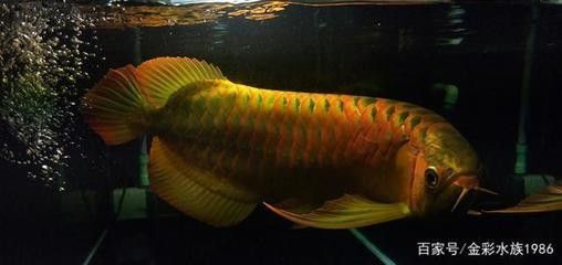 龍魚色素食物的選購技巧:龍魚專用飼料品牌推薦 龍魚百科 第1張 龍魚色素食物的選購技巧:龍魚專用飼料品牌推薦 龍魚色素食物的選購技巧:龍魚專用飼料品牌推薦 龍魚百科 第1張