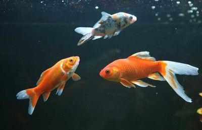 冬天龍魚水溫多少合適養小魚：冬天養龍魚水溫多少合適 冬天龍魚水溫多少合適養小魚：冬天養龍魚水溫多少合適 龍魚百科 第2張