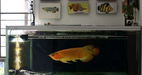 冬天龍魚水溫多少合適養小魚：冬天養龍魚水溫多少合適 冬天龍魚水溫多少合適養小魚：冬天養龍魚水溫多少合適 龍魚百科 第3張