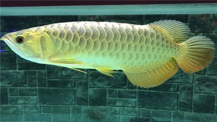 紅龍魚用什么燈好（養紅龍魚用什么燈好）