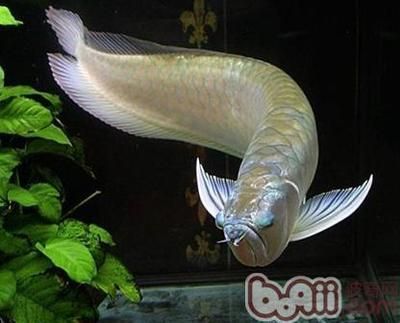 銀龍魚苗細菌感染的治療方法：銀龍魚苗細菌感染的治療