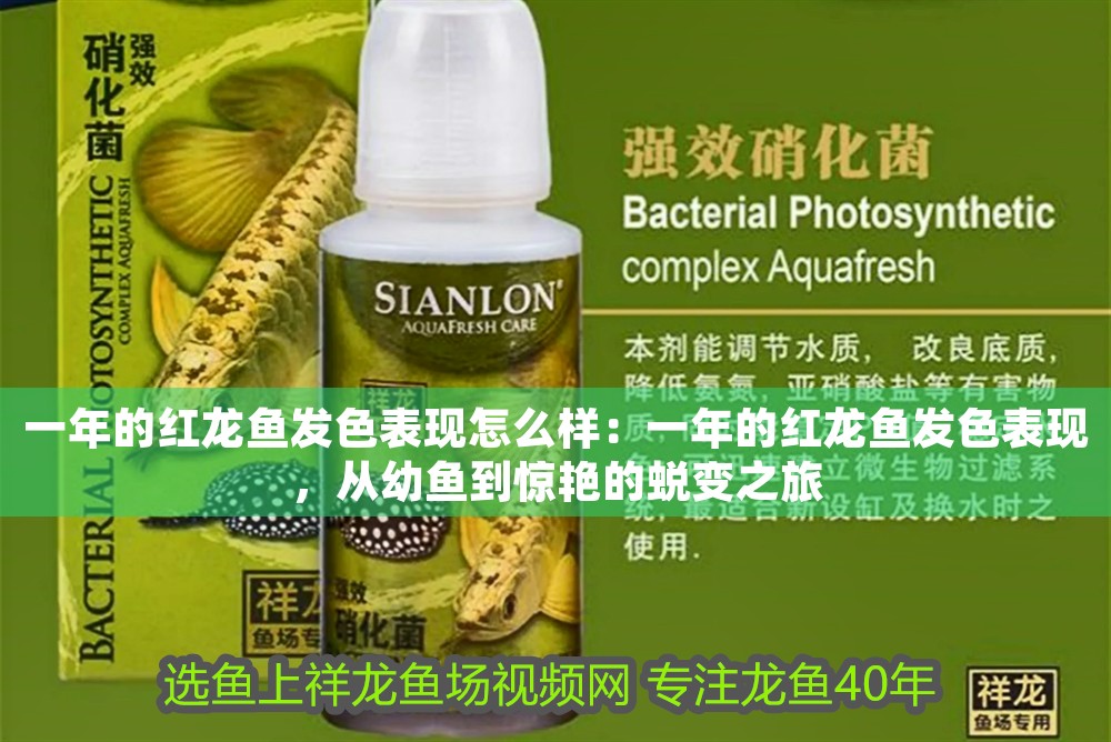 一年的紅龍魚發色表現怎么樣：一年的紅龍魚發色表現，從幼魚到驚艷的蛻變之旅