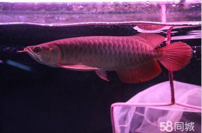 紅龍魚怎么選品相：挑選紅龍魚的技巧和方法
