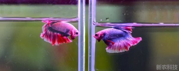 魟魚適宜的水溫范圍，魟魚適宜水溫范圍