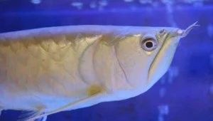 龍魚魚缸水位多少合適