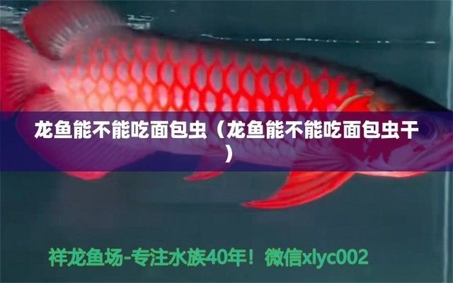 金龍魚和七彩魚混養是否合適：金龍魚和七彩魚混養好嗎金龍魚和七彩魚混養合適嗎
