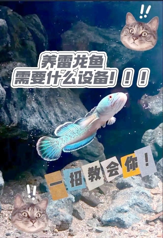 雷龍魚魚缸背景貼紙幾面好