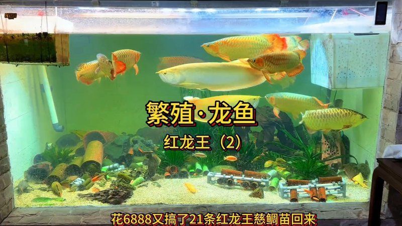 金冠紅龍魚的市場價格是多少？