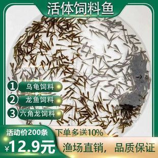龍魚一次吃多少合適：龍魚一次吃多少合適， 龍魚一次吃多少合適：龍魚一次吃多少合適， 龍魚百科 第5張