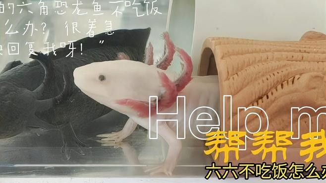 六角龍魚不吃東西怎么辦呀