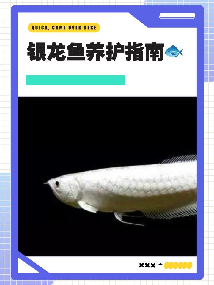 銀龍魚混養需要多久適應