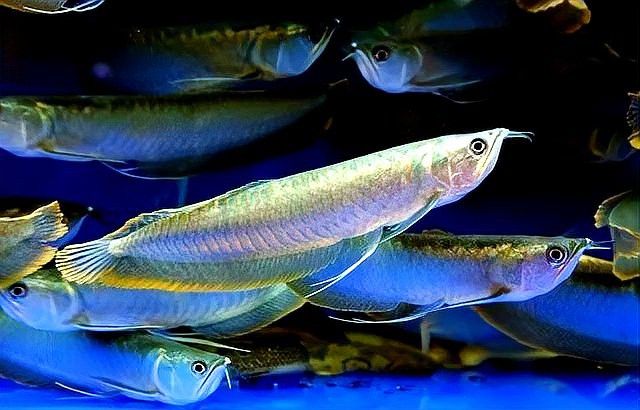 銀龍魚混養需要多久適應
