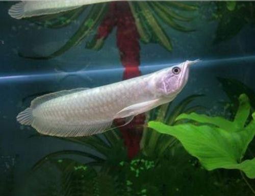 銀龍魚混養需要多久適應