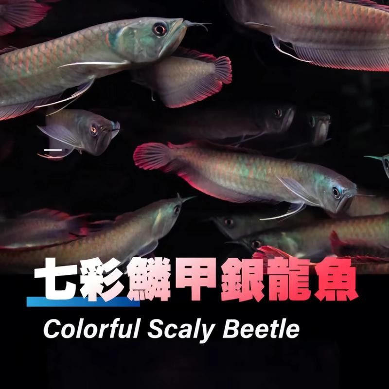如何辨別七彩銀龍魚的品相？