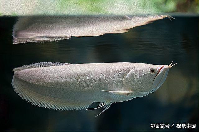 如何辨別七彩銀龍魚的品相？