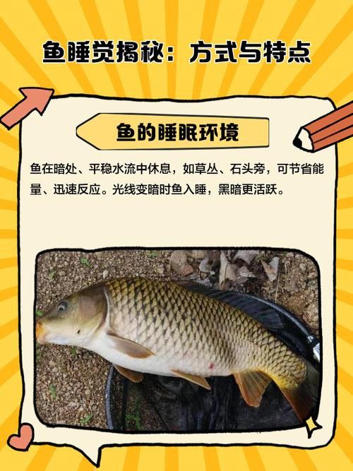 金龍魚偶爾趴缸怎么回事？ 金龍魚偶爾趴缸怎么回事？ 龍魚百科 第6張