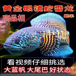 雷龍魚批發去哪里買，沈陽水族城雷龍魚價格