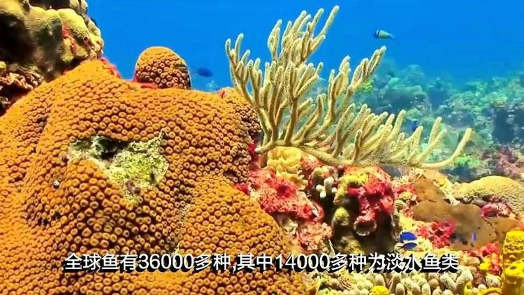 血龍魚價格多少錢一條