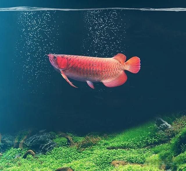 血龍魚價格多少錢一條