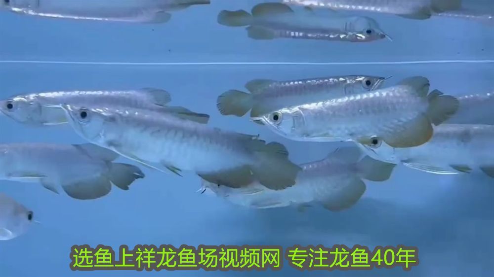 龍魚蒙眼最好最快的辦法視頻大全：龍魚蒙眼最好最快的解決辦法，詳細視頻指南