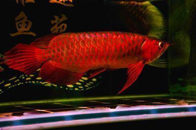 紅龍魚撞缸掉鱗怎么辦：紅龍魚掉鱗怎么辦