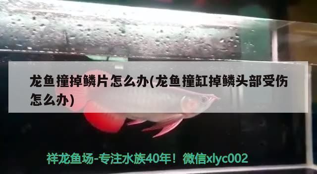 紅龍魚撞缸掉鱗怎么辦：紅龍魚掉鱗怎么辦