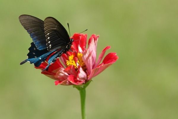 短身紅龍魚養(yǎng)殖風(fēng)水禁忌，養(yǎng)殖短身紅龍魚時需注意風(fēng)水禁忌和風(fēng)水禁忌