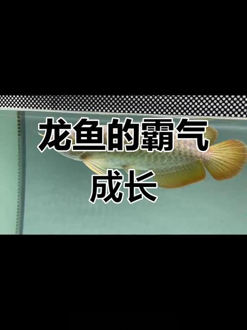 1.2米魚缸可以養多久的全金頭龍魚？