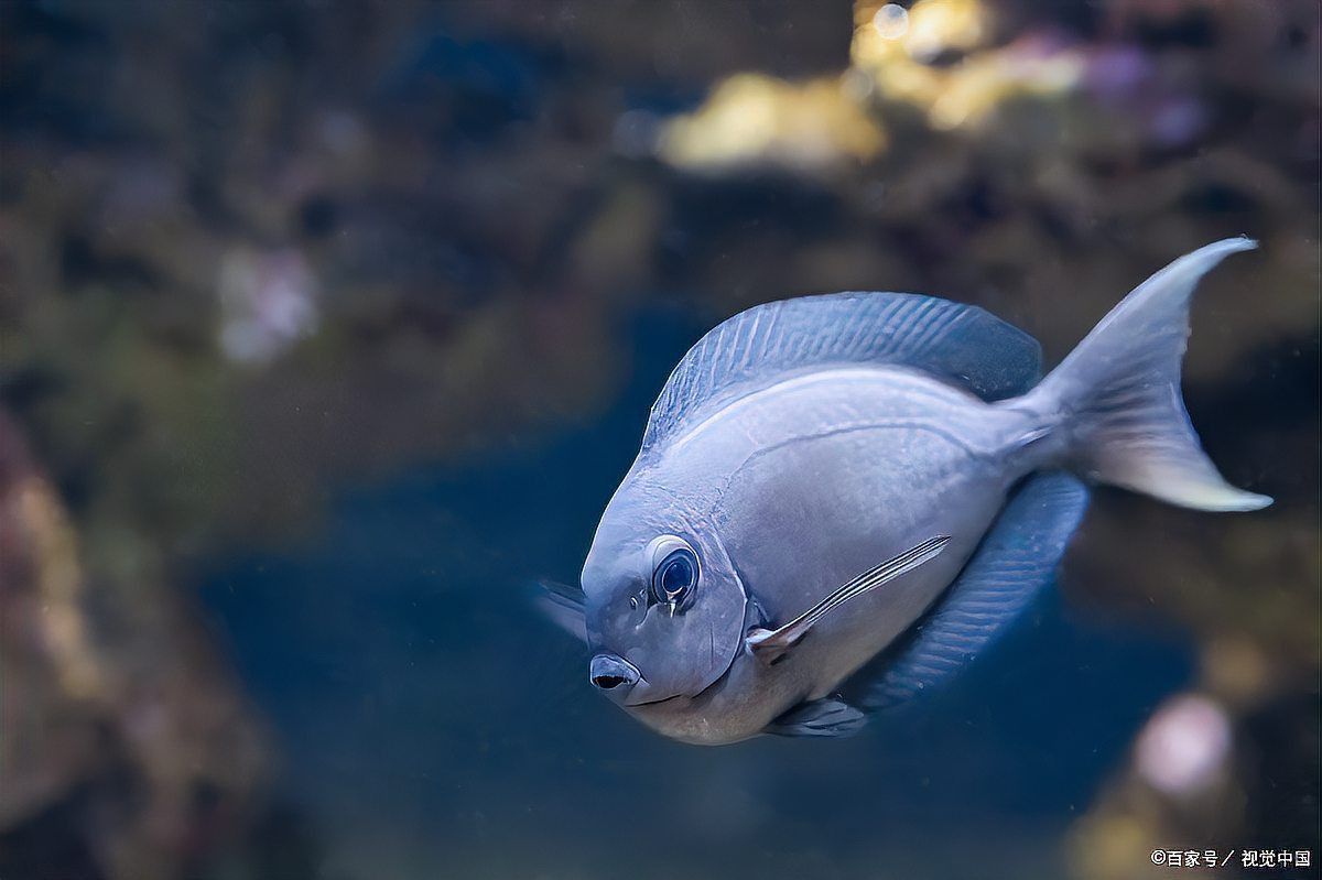 金龍魚沉底要警惕四種病 金龍魚沉底要警惕四種病 龍魚百科 第1張