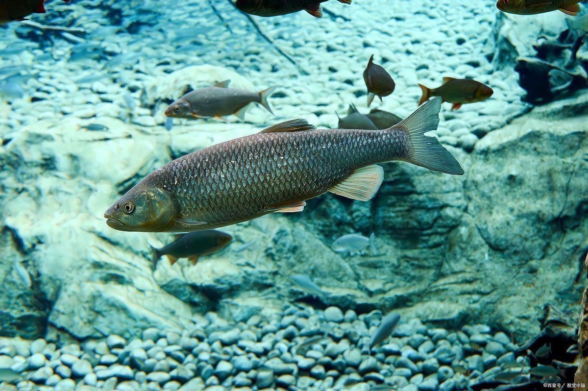 金龍魚沉底要警惕四種病 金龍魚沉底要警惕四種病 龍魚百科 第9張