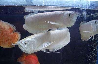 龍魚養(yǎng)殖水溫要求多少度左右合適：龍魚養(yǎng)殖水溫要求取決于龍魚的品種和生長階段以及生長階段 龍魚養(yǎng)殖水溫要求多少度左右合適：龍魚養(yǎng)殖水溫要求取決于龍魚的品種和生長階段以及生長階段 龍魚百科 第2張
