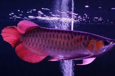 龍魚(yú)會(huì)掉眼嗎怎么回事：關(guān)于龍魚(yú)掉眼的詳細(xì)解釋及其可能的原因