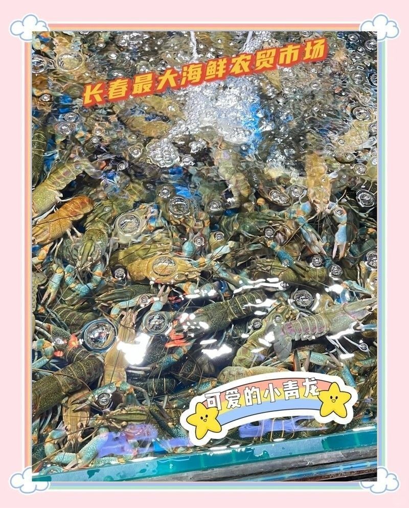 長春龍魚價格行情 長春龍魚價格行情 龍魚百科 第2張