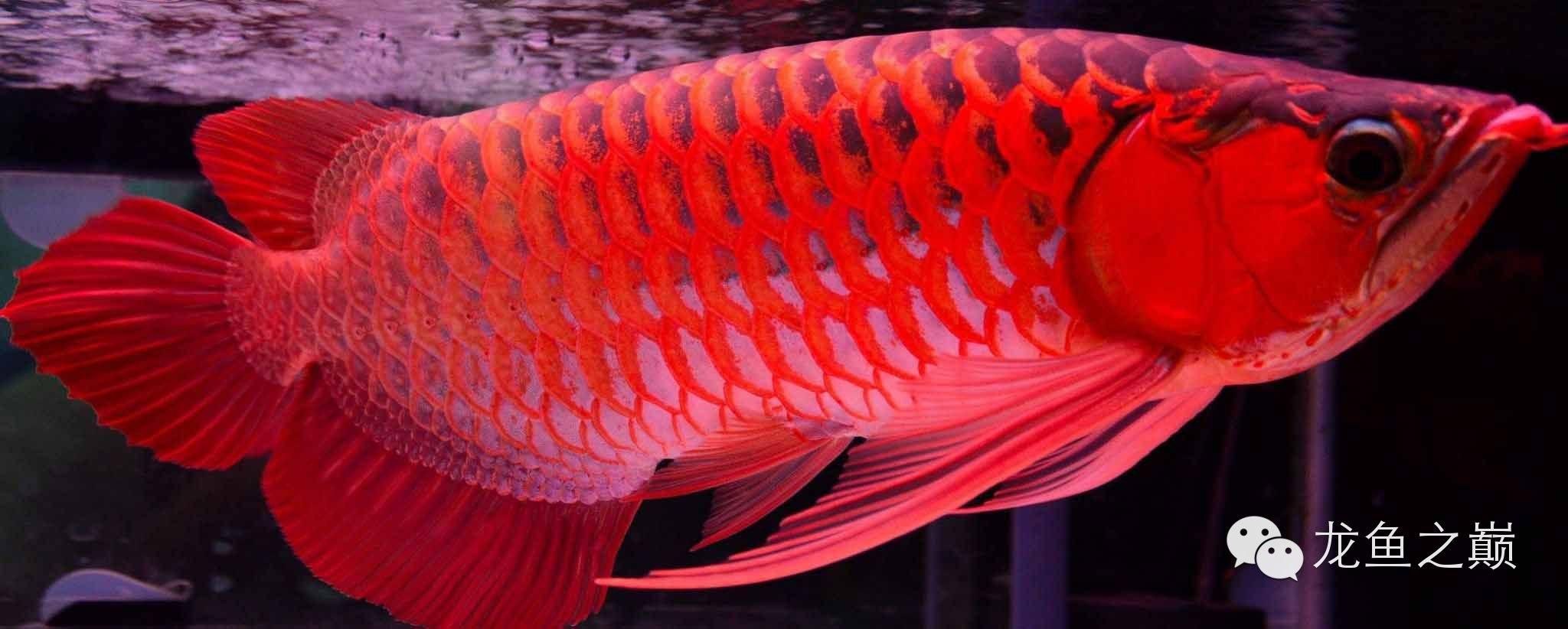龍魚胸鰭有白毛怎么辦（龍魚胸鰭有白毛怎么辦龍魚胸鰭有白毛怎么辦）