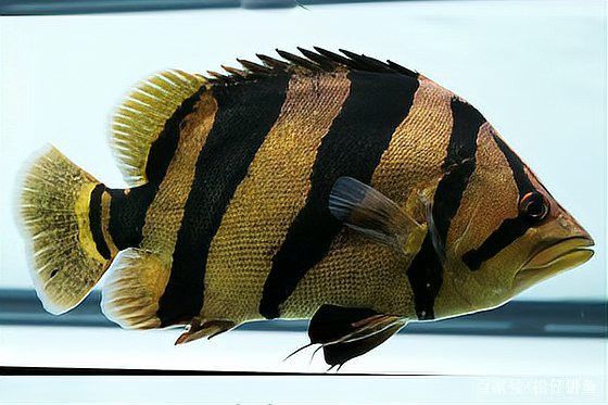 紅金龍魚壽命多長