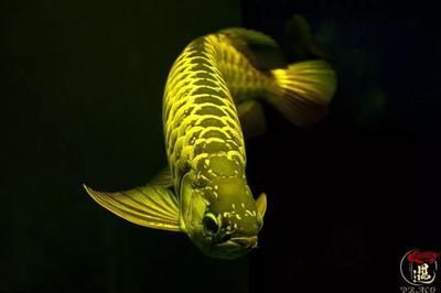 龍魚多少天不喂會死掉：成年龍魚在不同條件下可以不喂食，龍魚可以不喂食