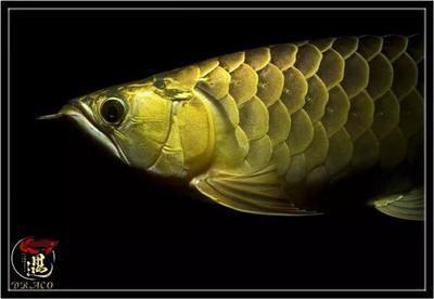 龍魚多少天不喂會死掉：成年龍魚在不同條件下可以不喂食，龍魚可以不喂食
