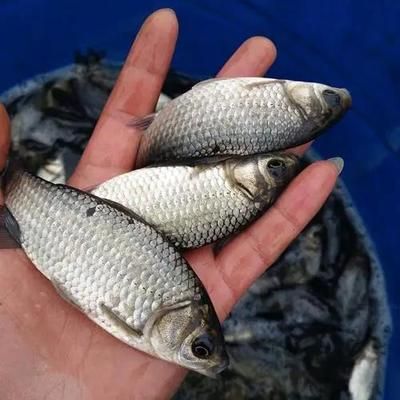 龍魚喂鯽魚苗好嗎怎么喂的好：龍魚喂鯽魚苗好嗎 龍魚喂鯽魚苗好嗎怎么喂的好：龍魚喂鯽魚苗好嗎 龍魚百科 第2張