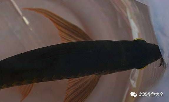 龍魚后三鰭的拉長可能性（龍魚后三鰭是否能夠拉長）