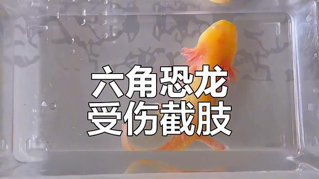 被六角恐龍魚咬了需要處理嗎？