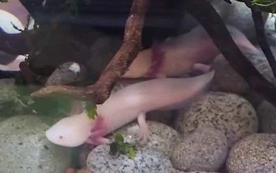 恐龍魚適合新手嗎：恐龍魚日常飼料選擇指南
