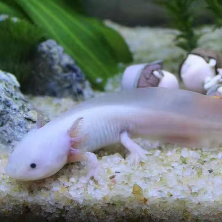 恐龍魚適合新手嗎：恐龍魚日常飼料選擇指南